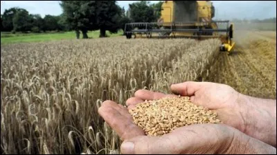 Le poids de 1000 grains de blé sert au calcul du poids de semence qui permet de régler un semoir. Combien pèsent 1000 grains de blé ?