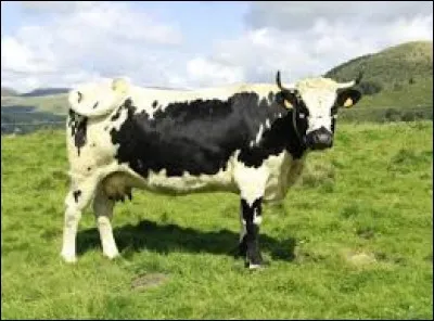 Certaines races bovines sont peu connues. Quelle est la race de la vache présentée sur la photo ?