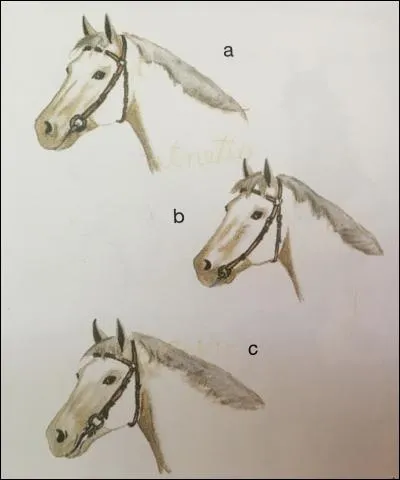 Quel filet est bien ajusté ?