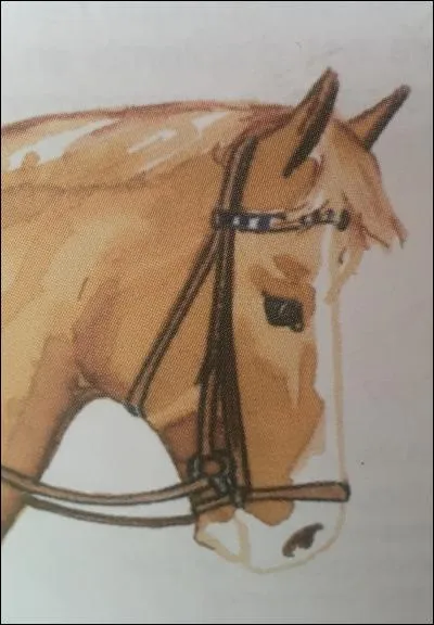 Quel est le nom de cette muserolle ?