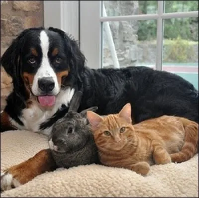 Ses animaux de compagnie sont :