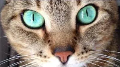 Quand les chats ont-ils leurs yeux comme sur la photo ?