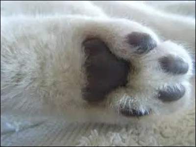 Pourquoi les chats ont-ils des coussinets ?