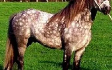 Quiz Galop 4