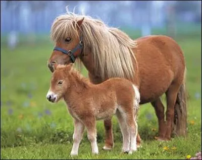 Quel est le mécanisme du galop à droite ?