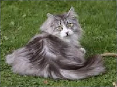 Quelle est cette race trompeuse ?