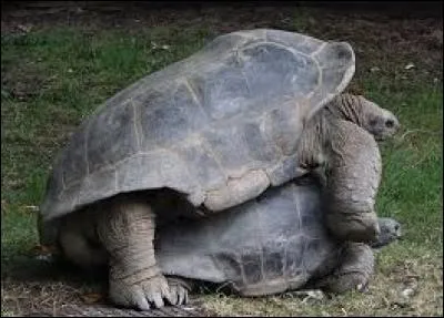 "T" comme "tortue". Sur lequel de ces archipels vivent les plus grosses espèces terrestres de cet animal ?