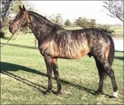 Quelle est la robe de ce cheval ?