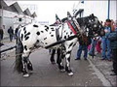 Quelle est la robe de ce cheval ?