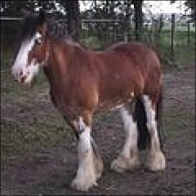 Quelle est la robe de ce cheval ?