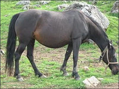 Quelle est la robe de ce cheval ?