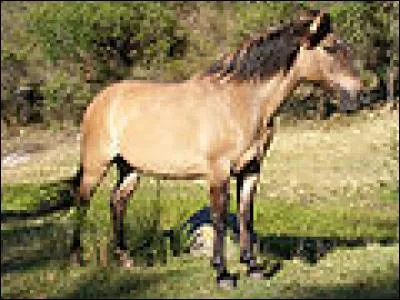 Quelle est la robe de ce cheval ?