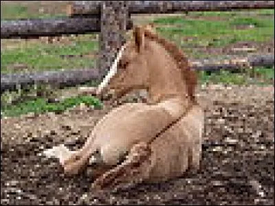 Quelle est la robe de ce cheval ?