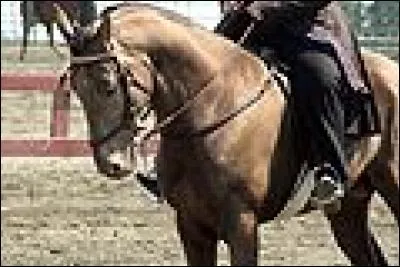 Quelle est la robe de ce cheval ?