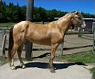 Quelle est la robe de ce cheval ?