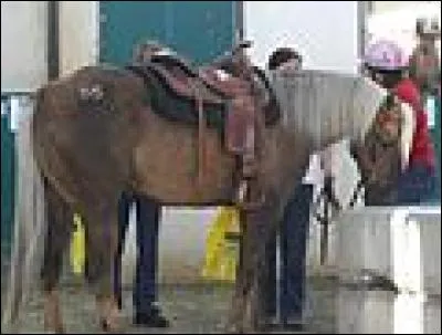 Quelle est la robe de ce cheval ?