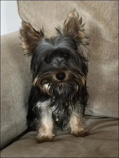 De quelle nature Kevin est-il ?