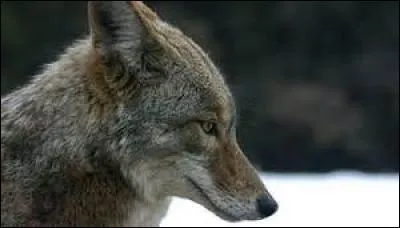 Que révèle le coyote en hurlant ?