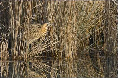 Le butor étoilé émet un son particulier, lequel ? Comme ...