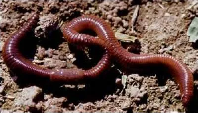 Que fait le ver de terre quand il se sent en danger ?