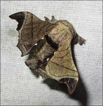 Le bombyx du céanothe peut pister une femelle jusqu'à :