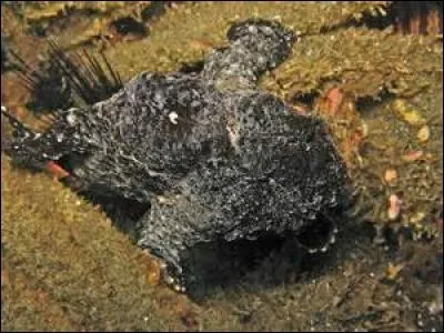 En période d'accouplement, que fait le poisson grenouille ?