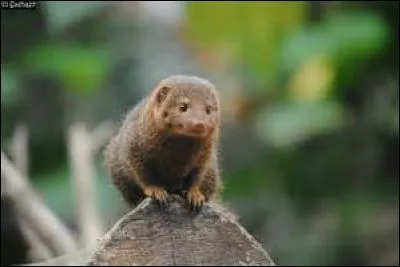 Que fait la mangouste naine pour marquer son territoire ?