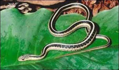 Que fait le serpent jarretière pour s'accoupler avec la femelle ?