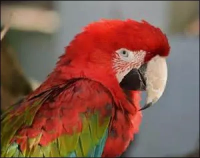 L'ara chloroptère fait des choses en famille, quoi ?