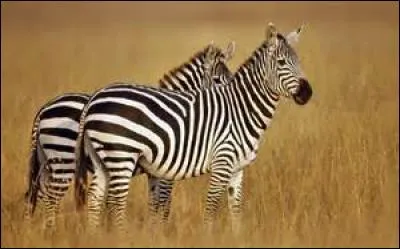 Les zèbres pratiquent le nettoyage sur d'autres individus, mais que font-ils ?