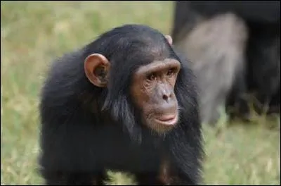 Le chimpanzé possède un registre vocal, combien a-t-il de cris différents ?