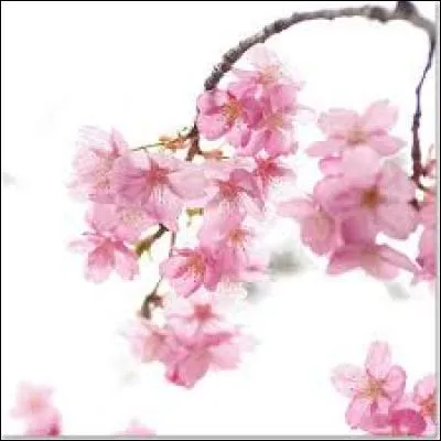 Mesure des liquides chez les Hébreux, valant 0,251 litre :