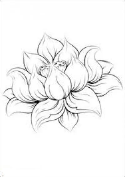 Celle du plus fort régit le règne animal :