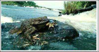 Cet animal est la grenouille... (la plus grande du monde : 50 cm)