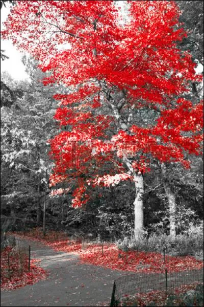 "Quand revient le vent de l'automne, je pense à tout ce temps perdu" sont des paroles de :