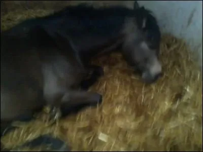 Quelle est la couleur de ce cheval ?