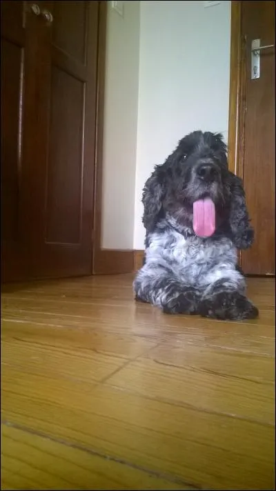 Quelle est la couleur de la langue du chien ?