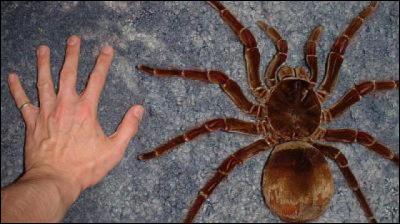 Quelle est la plus grande araignée du monde ?