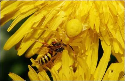 Quelle est la particularité des araignées crabe ?