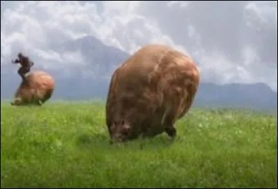 Quel est cet animal, monté par Anakin dans l'épisode II, pour impressionner Padmé ?