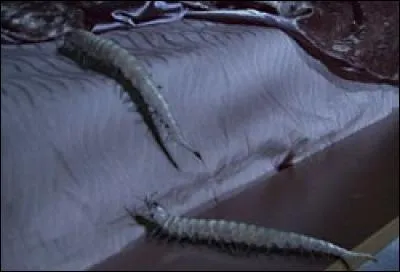 Quel est cet animal chargé de tuer la reine Amidala (Padmé) dans "L'attaque des clones" ?