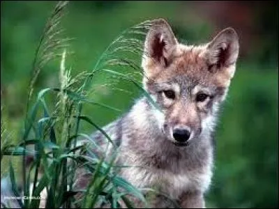 Comment Rouge appelle-t-elle le louveteau qu'elle prend pour un chiot ? (son nom fait référence à un des personnages de la pièce Hamlet de Shakespeare)