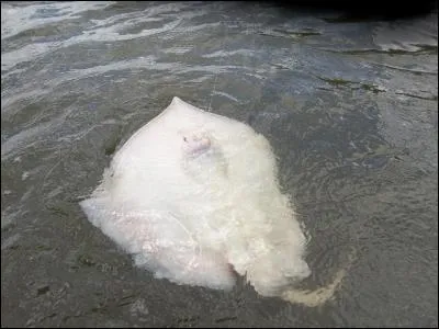 Réchaud à feu pour attirer le poisson !