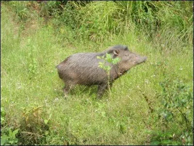 Manière comme une autre de prendre ses désirs pour une réalité !