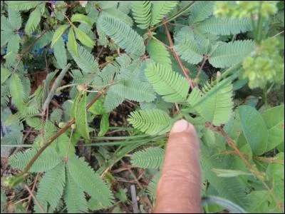 Membre considéré comme viril, en tout cas durant un certain temps !