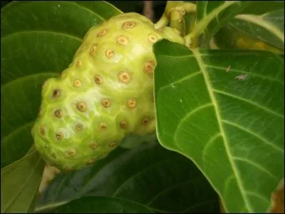 Insectes ressemblant à une branche, ou à une feuille !