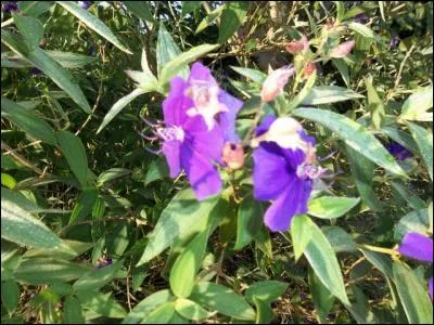 Tissus végétaux qui produisent le liège !