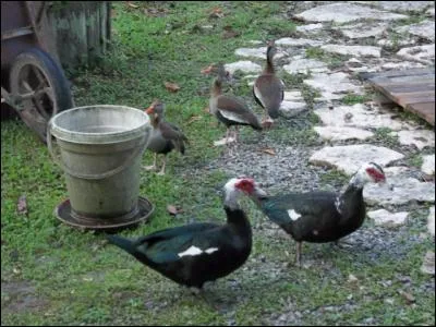 Doctrine économiste, considérant l'agriculture comme la seule vraie source de richesse !