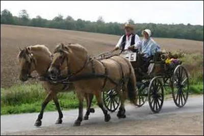 À l'attelage de balade, quels chevaux utilise-t-on ?