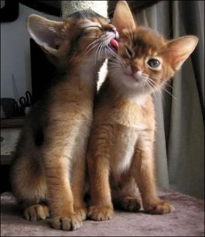 Pourquoi les chats se lèchent-ils ?